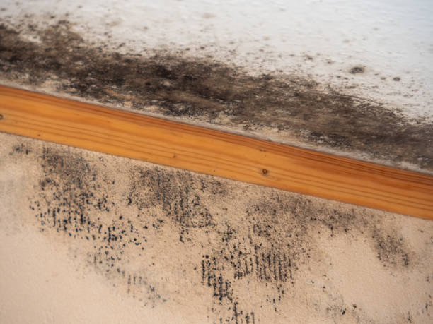 Forensic Mold Investigation in Pitcairn, PA